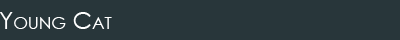 Young Cat