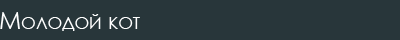 Молодой кот